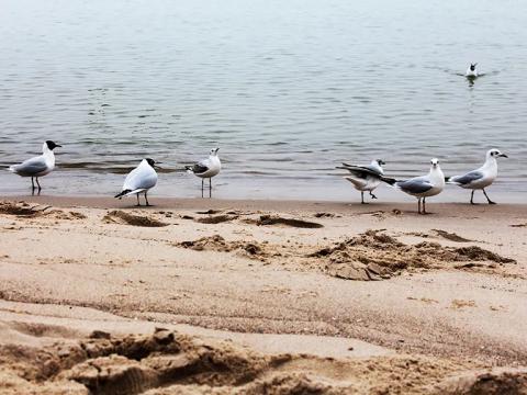 Seeluftsegler ... Möwen am Strand